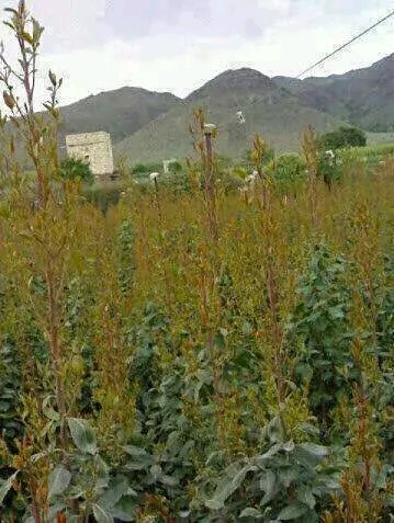 القات في اليمن .... الغيبوبة المستمرة